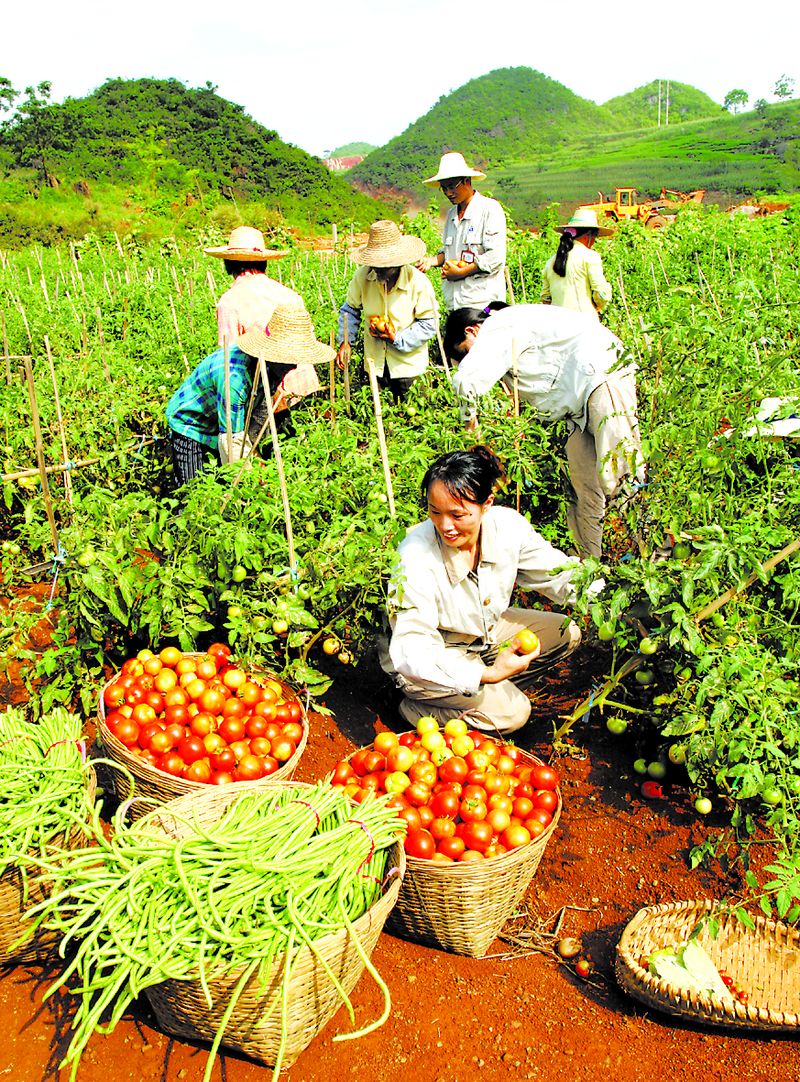 當地農民在中鋁廣西分公司復墾后的土地上喜摘豐收的果實。