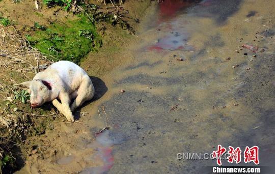 沿村溪步行不到500米，就見溪邊和溪中淺灘處散落著4頭死豬，而溪流中隨處可見令人恐懼的“紅蟲”（圖紅色處）。