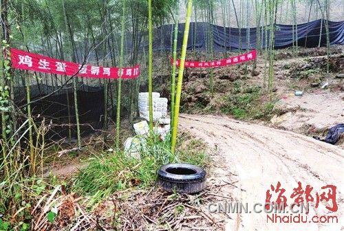 進山路口掛著養(yǎng)雞標語，四周圍著黑色的遮陽網(wǎng)，用來掩人耳目
